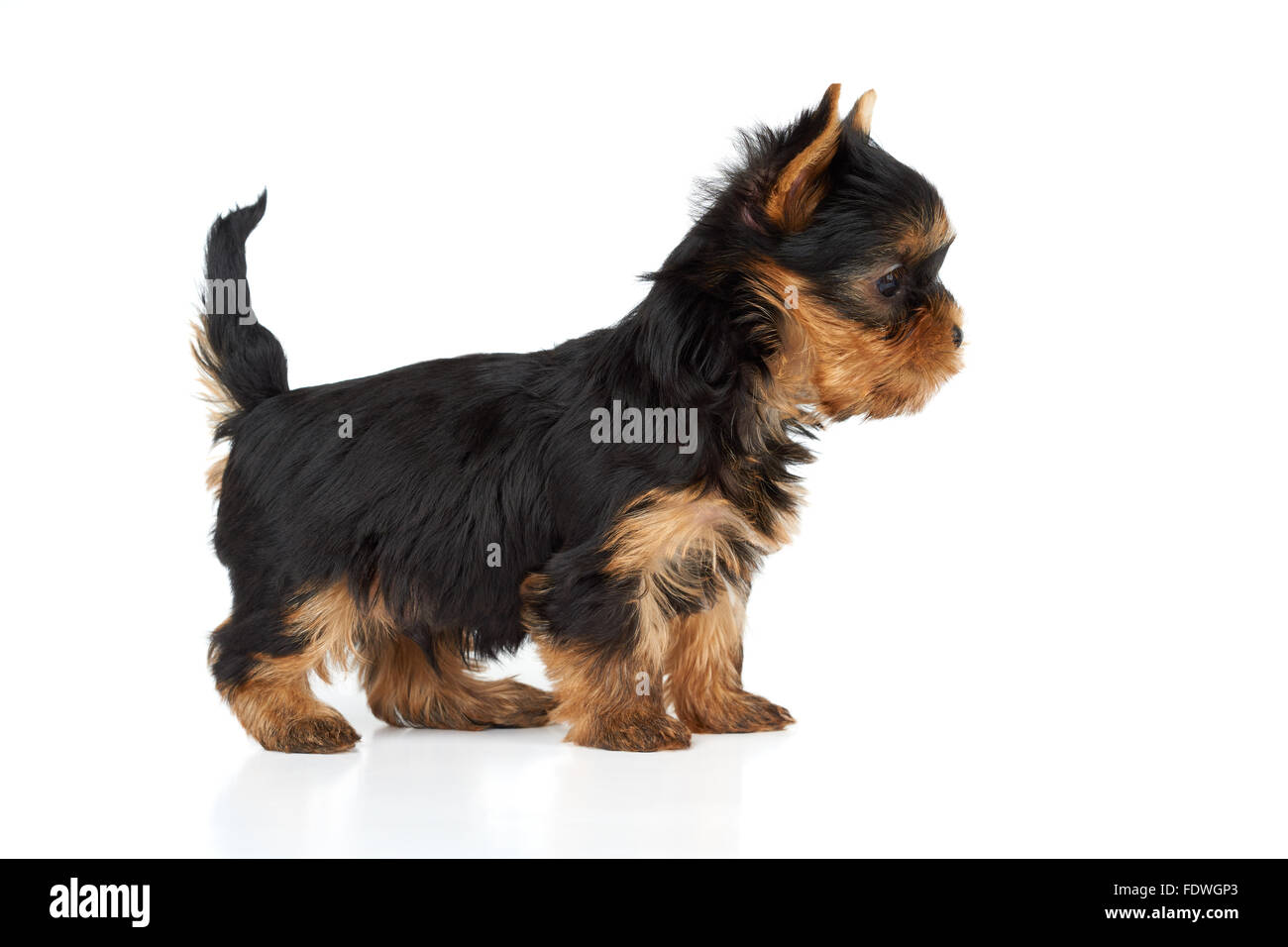 Are Yorkies Born With Short Tails