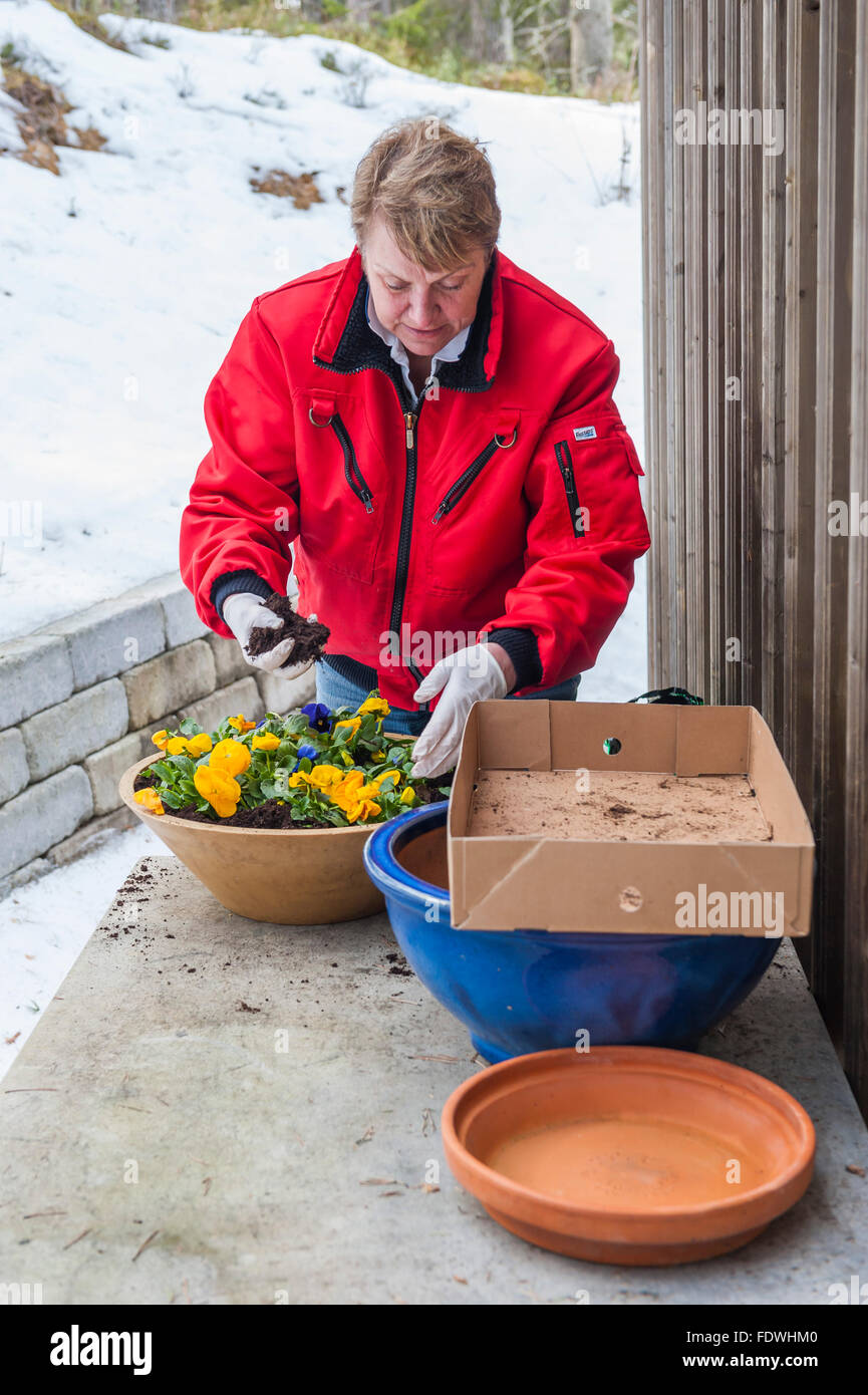 Planting flowers in early spring Stock Photo - Alamy