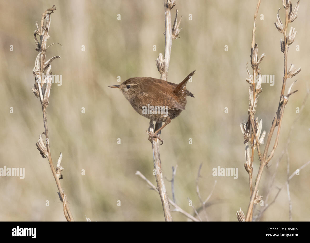 Wren in coastal scrub, Gillfoot Bay, near Southerness lighthouse, Dumfries and Galloway, Scotland, UK Stock Photo