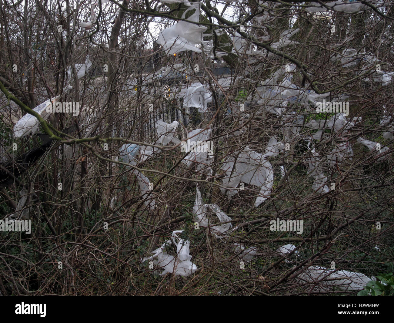 Rubbish stuck in tree branches hires stock photography and images Alamy