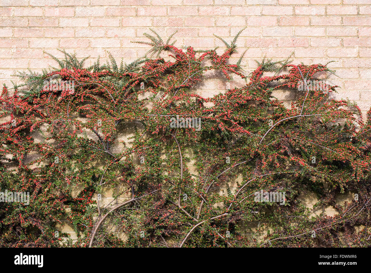Cotoneaster berries. Cotoneaster trained against a brick wall. Stock Photo