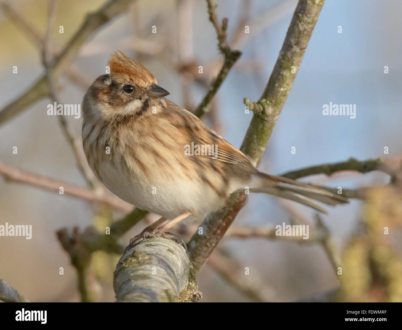 Reed Bunting in lakeside scrub, Castle Loch, Lochmaben, Dumfries and Galloway, Scotland, UK Stock Photo