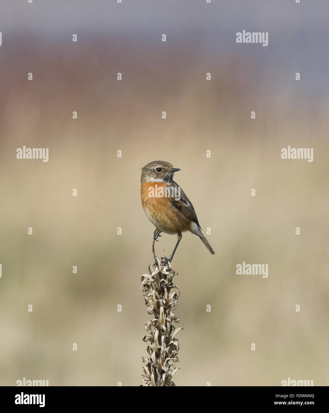 Stonechat female near Southerness lighthouse in coastal scrub, Gillfoot Bay, Dumfries and Galloway, Scotland, UK Stock Photo