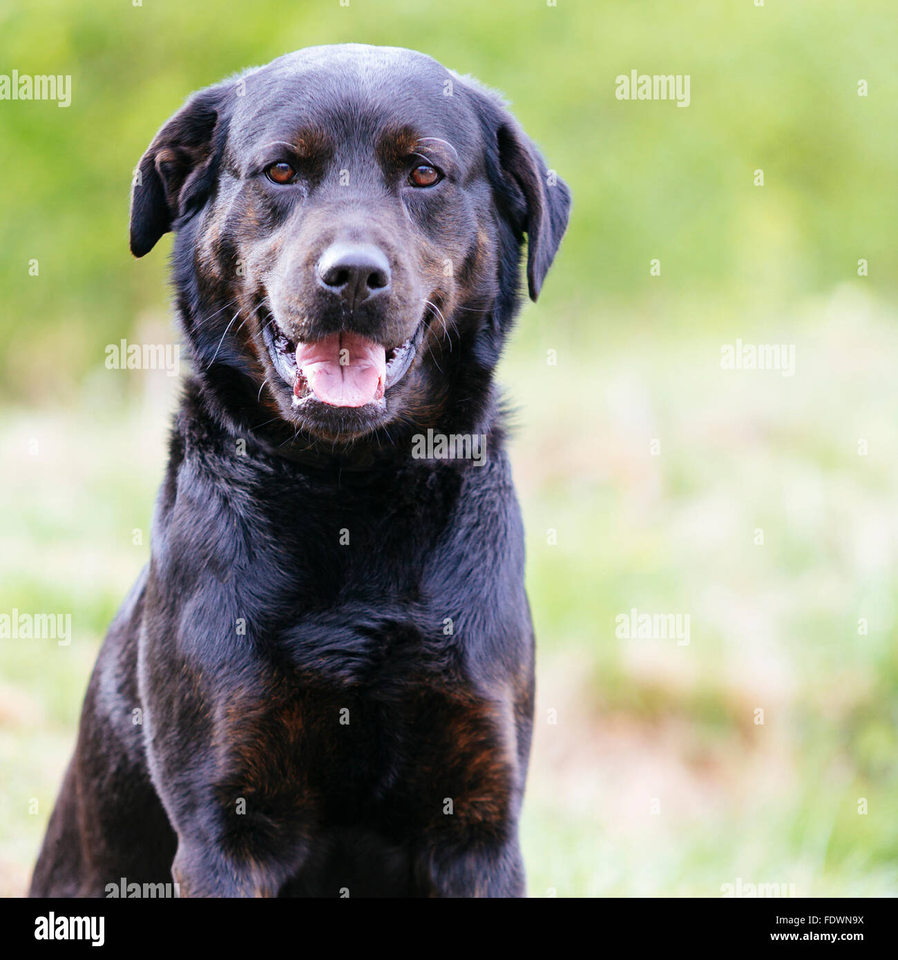 Black Rottweiler Labrador mixed breed dog outdoor portrait.  Model Release: No.  Property Release: Yes (dog). Stock Photo