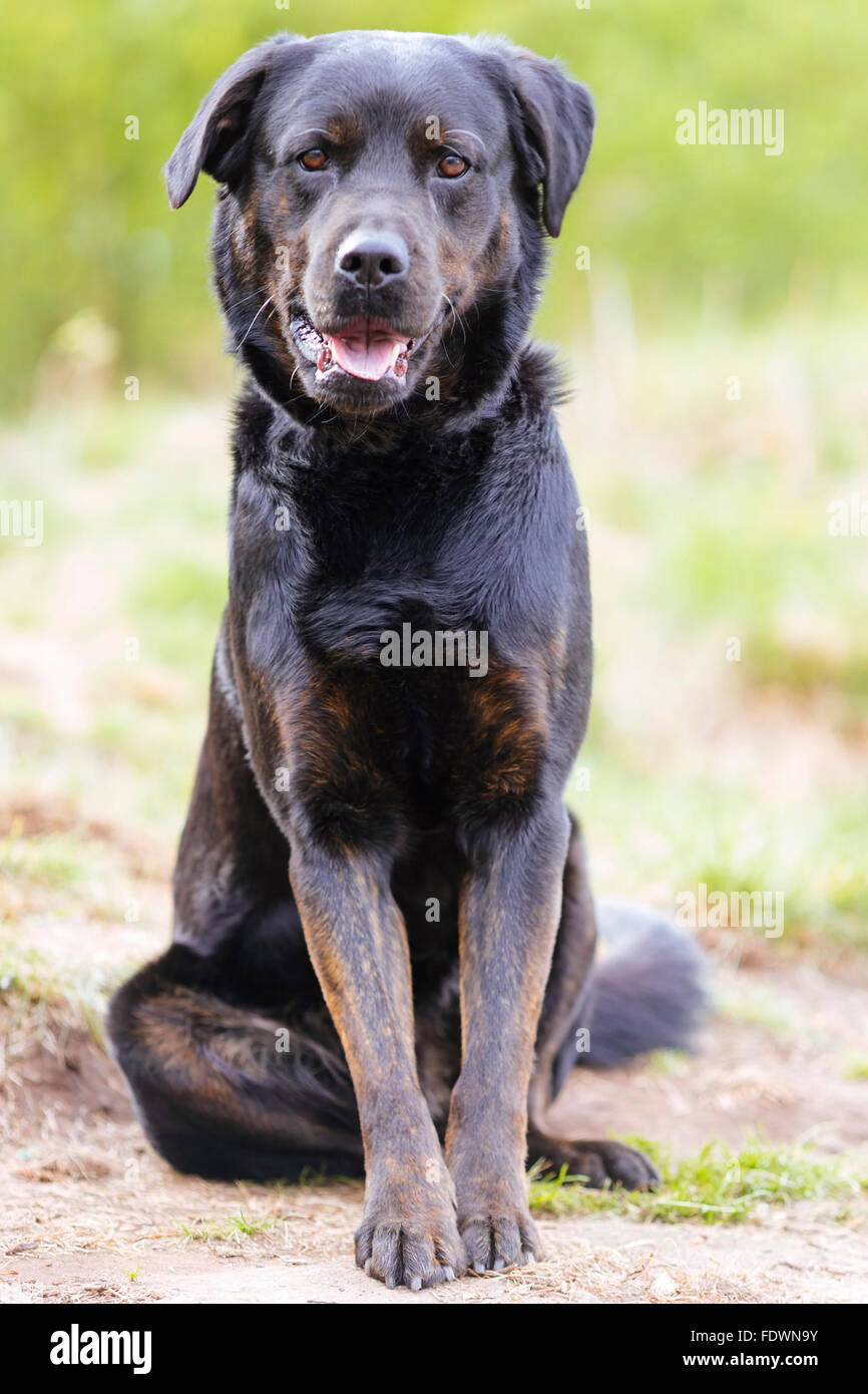 Black Rottweiler Labrador retriever mixed breed dog portrait outdoors.  Model Release: No.  Property Release: Yes (dog). Stock Photo