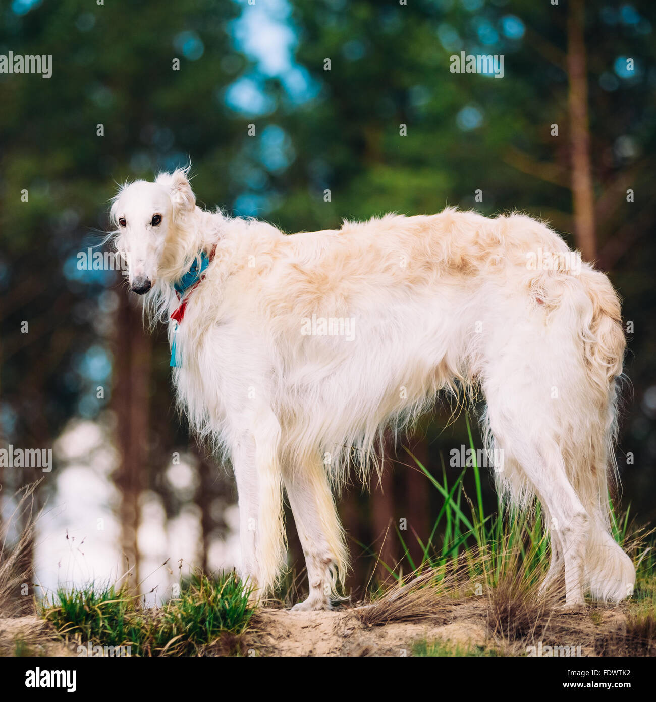 White Russian Dog, Borzoi, Hunting dog in Spring Summer Forest. These dogs  specialize in pursuing prey, keeping it in sight, and Stock Photo - Alamy