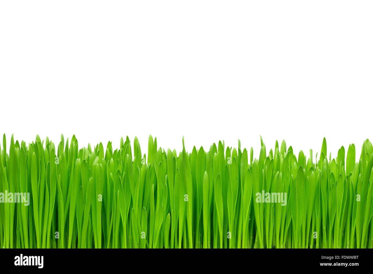 Green grass isolated on the white background Stock Photo - Alamy