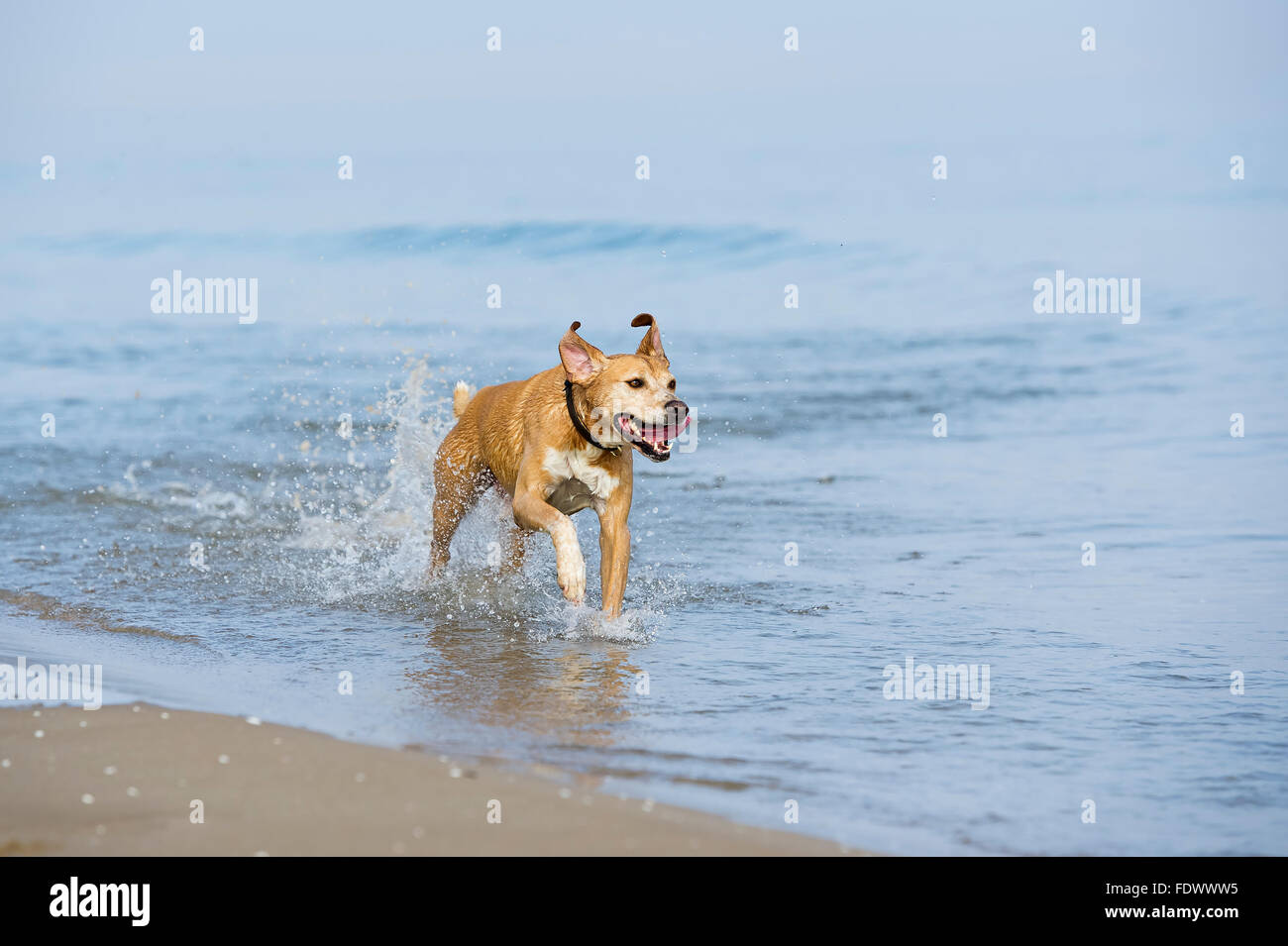 Happy dog plays at the beach Stock Photo
