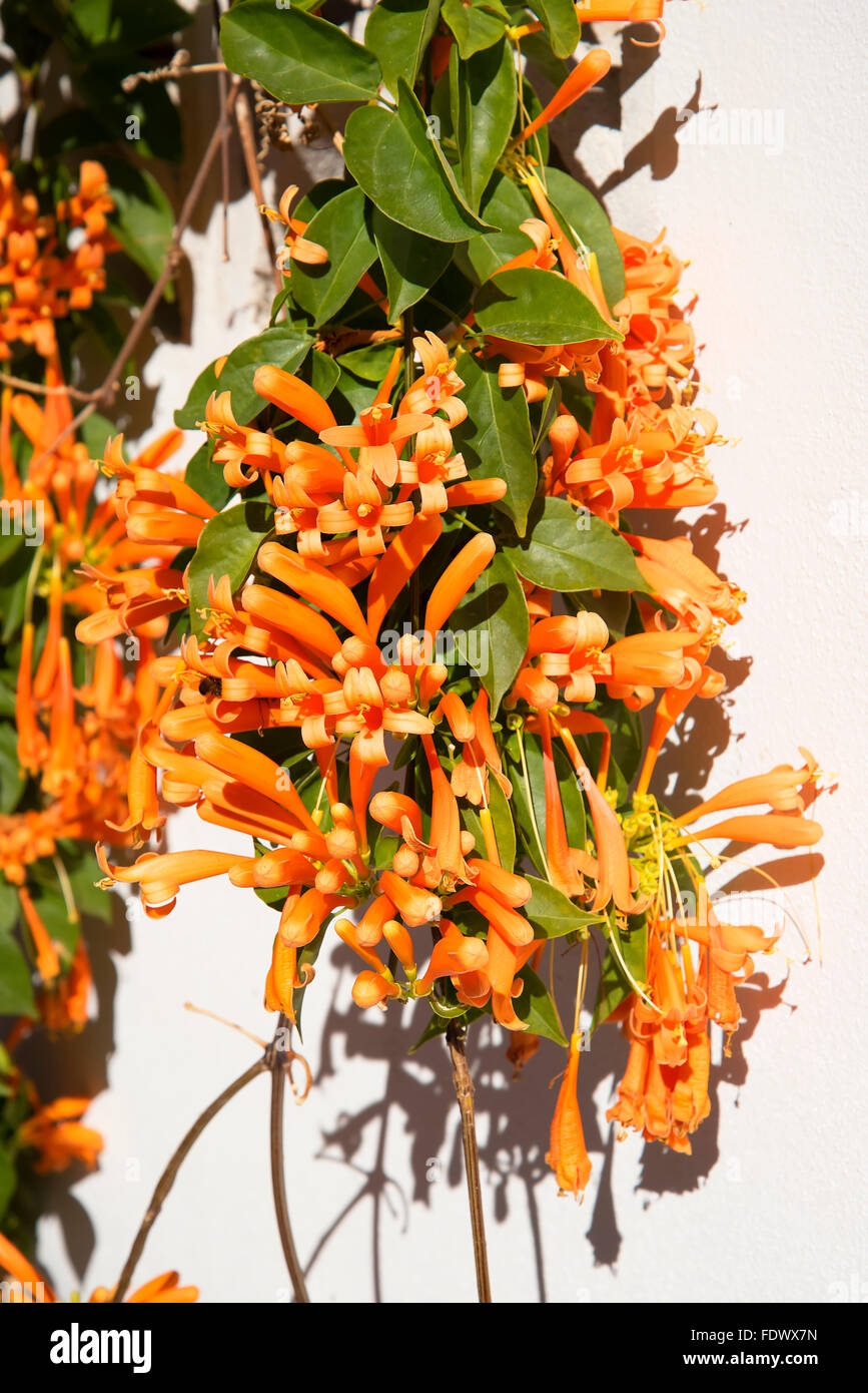 Flame Vine In December in Nerja a Spanish Holiday resort on the Costa