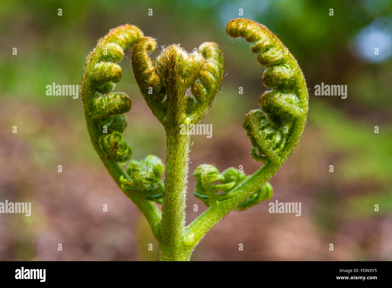 Immature Broad buckler fern, Dryopteris dilatata, newly emerged on forest floor. Stock Photo