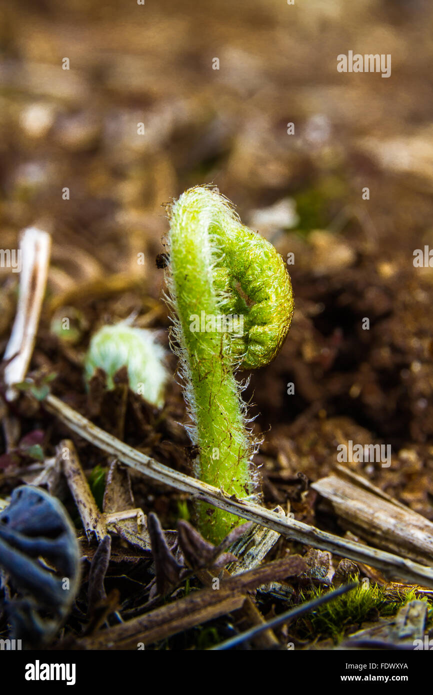 Immature Broad buckler fern, Dryopteris dilatata, newly emerged on forest floor. Stock Photo