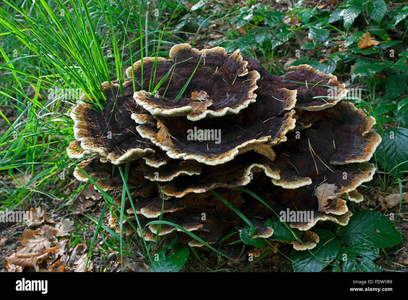 Velvet-top fungus / dyer's polypore / dyer's mazegill (Phaeolus schweinitzii / Phaeolus spadiceus) Stock Photo