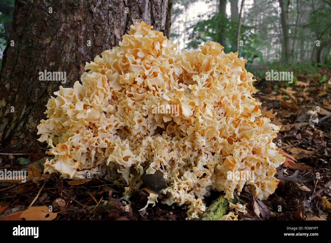 Cauliflower fungus (Sparassis crispa) Stock Photo