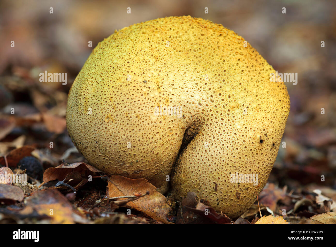 Common earthbal / pigskin poison puffball / common earth ball (Scleroderma citrinum / Scleroderma aurantium) Stock Photo