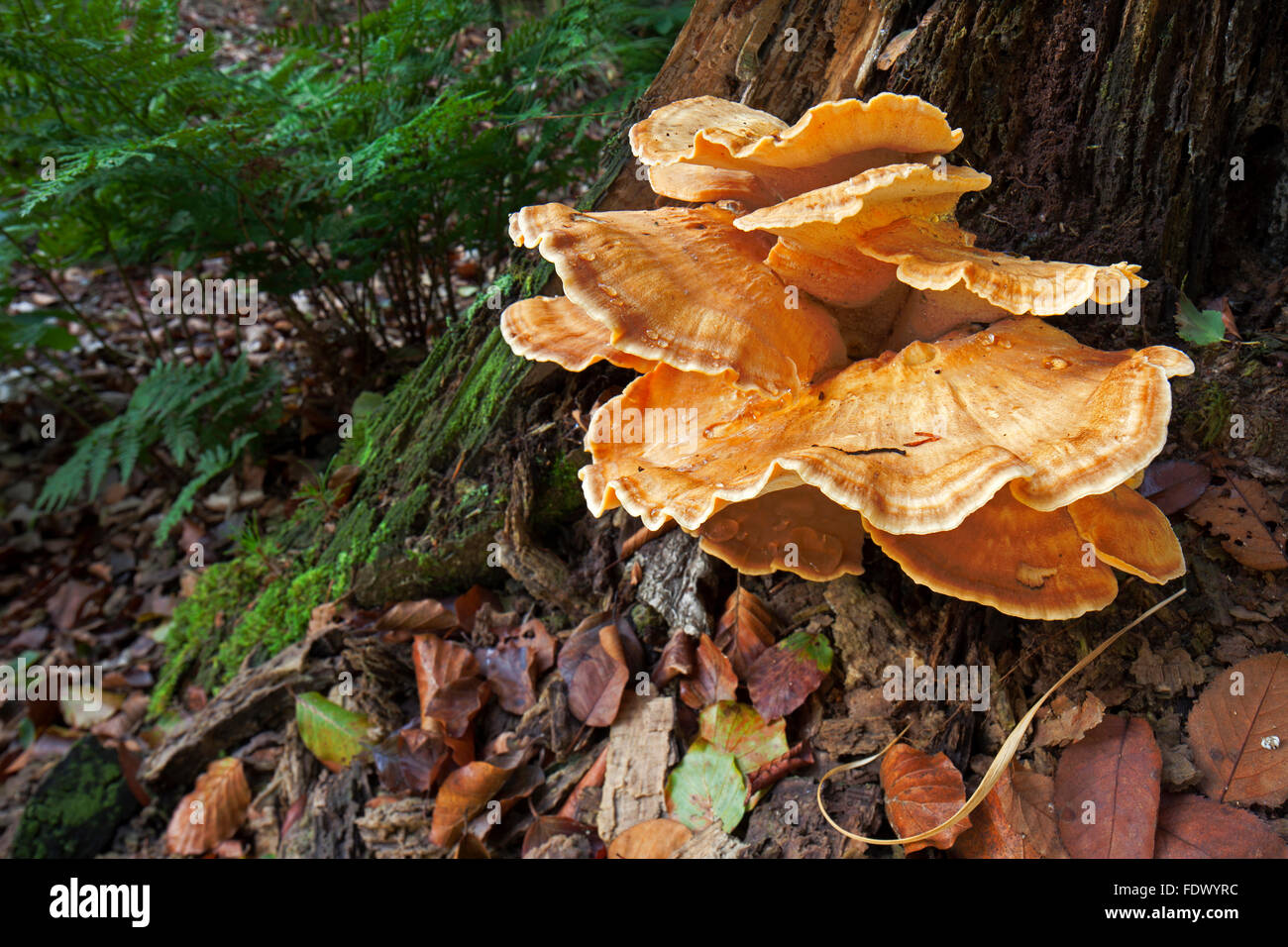 Crab-of-the-woods / sulphur polypore / sulphur shelf / chicken-of-the-woods (Laetiporus sulphureus) Stock Photo