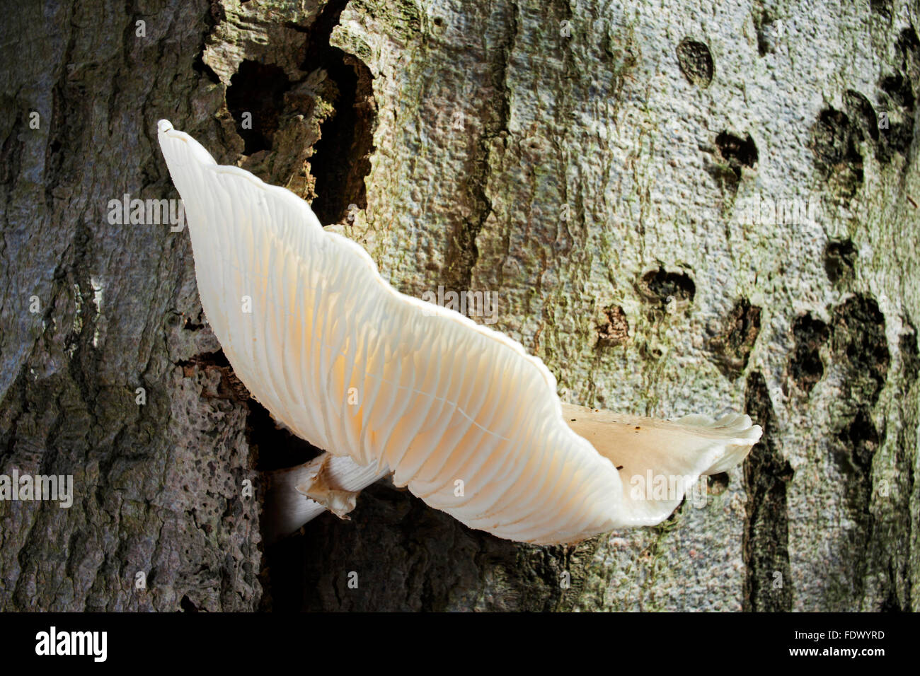 Porcelain fungus (Oudemansiella mucida) Stock Photo