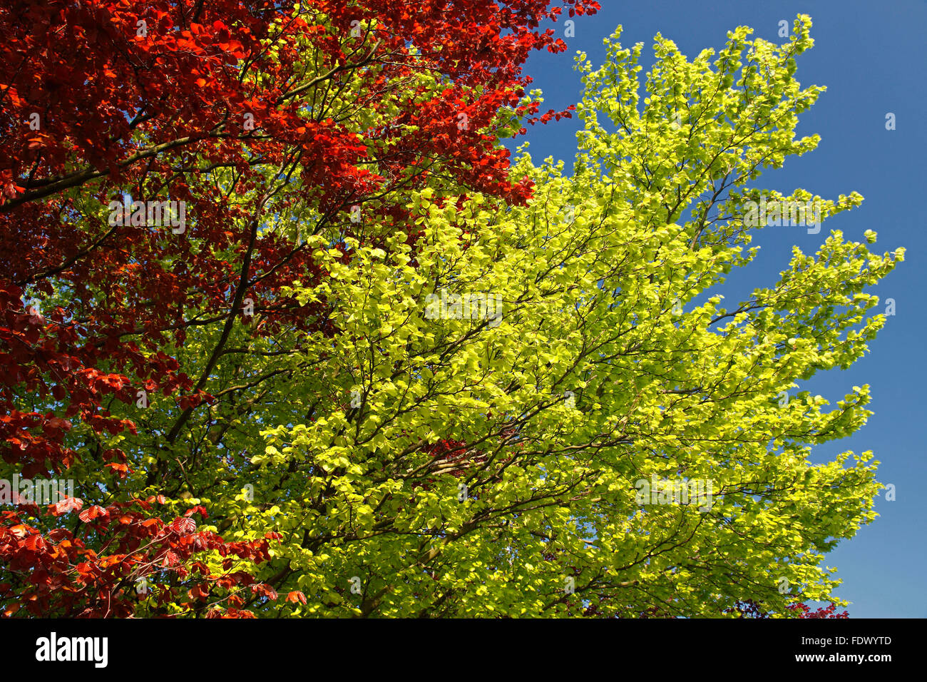 European beech / common beech (Fagus sylvatica) trees showing yellow and red foliage in autumn Stock Photo