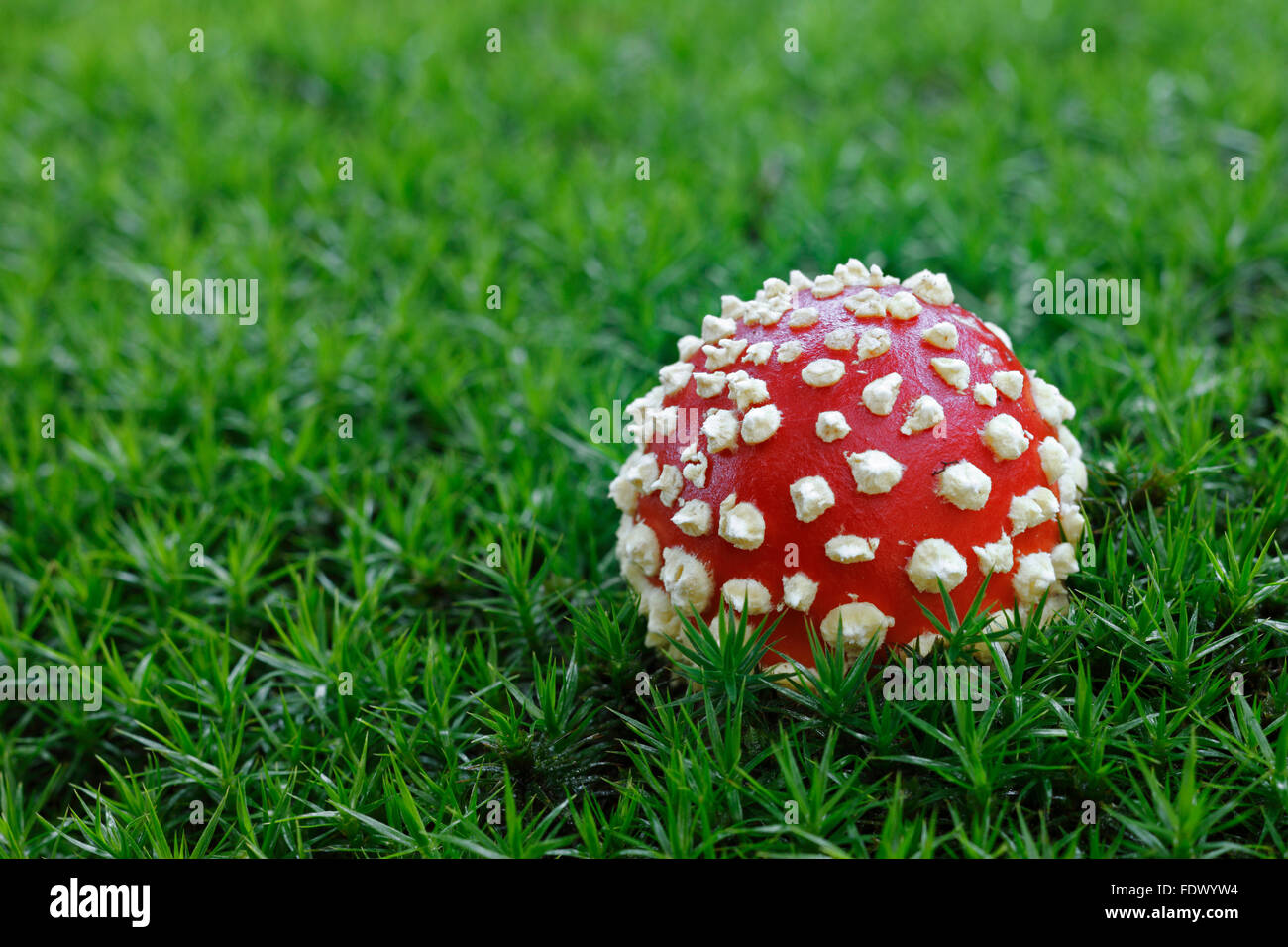 Fly agaric / fly amanita (Amanita muscaria) early stage showing globose cap Stock Photo