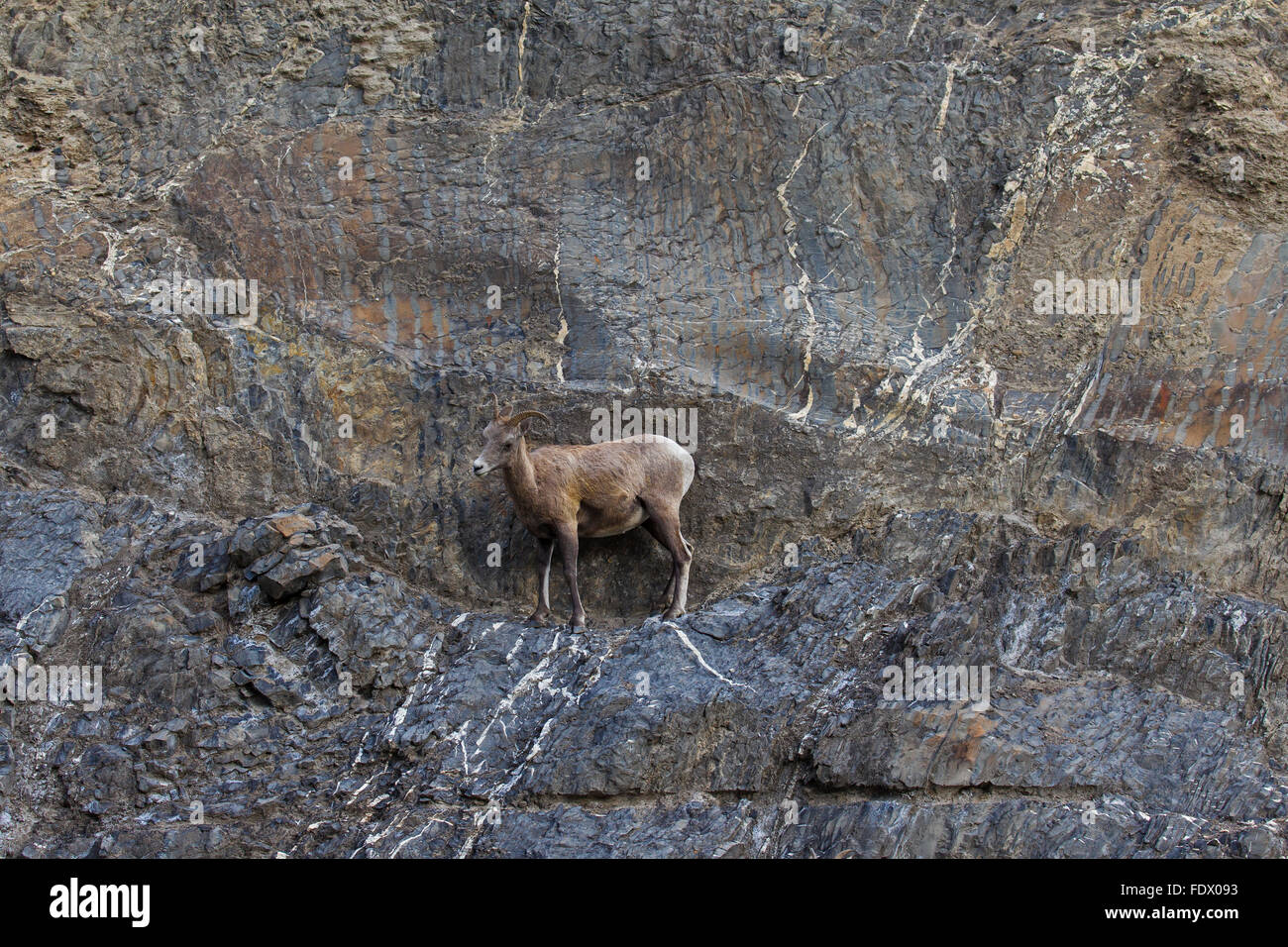 Bighorn sheep (Ovis canadensis) female on ledge traversing rock face ...