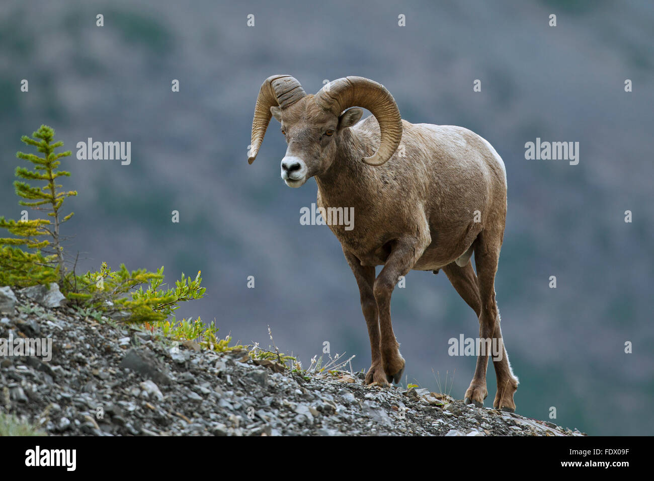 Bighorn sheep (Ovis canadensis) ram, Jasper National Park, Alberta, Canada Stock Photo