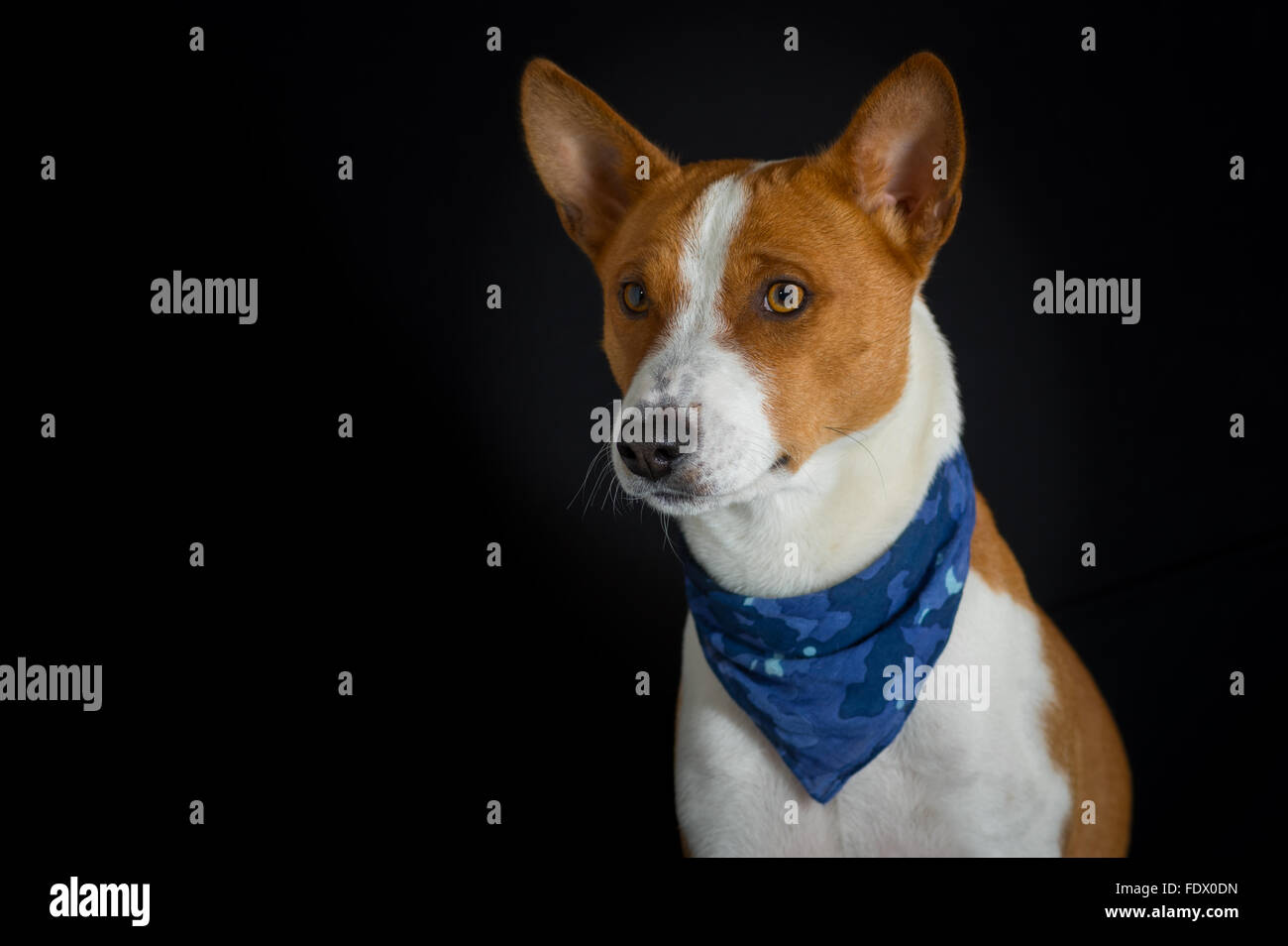 Low key portrait of stylish canine model - basenji dog male wearing ...