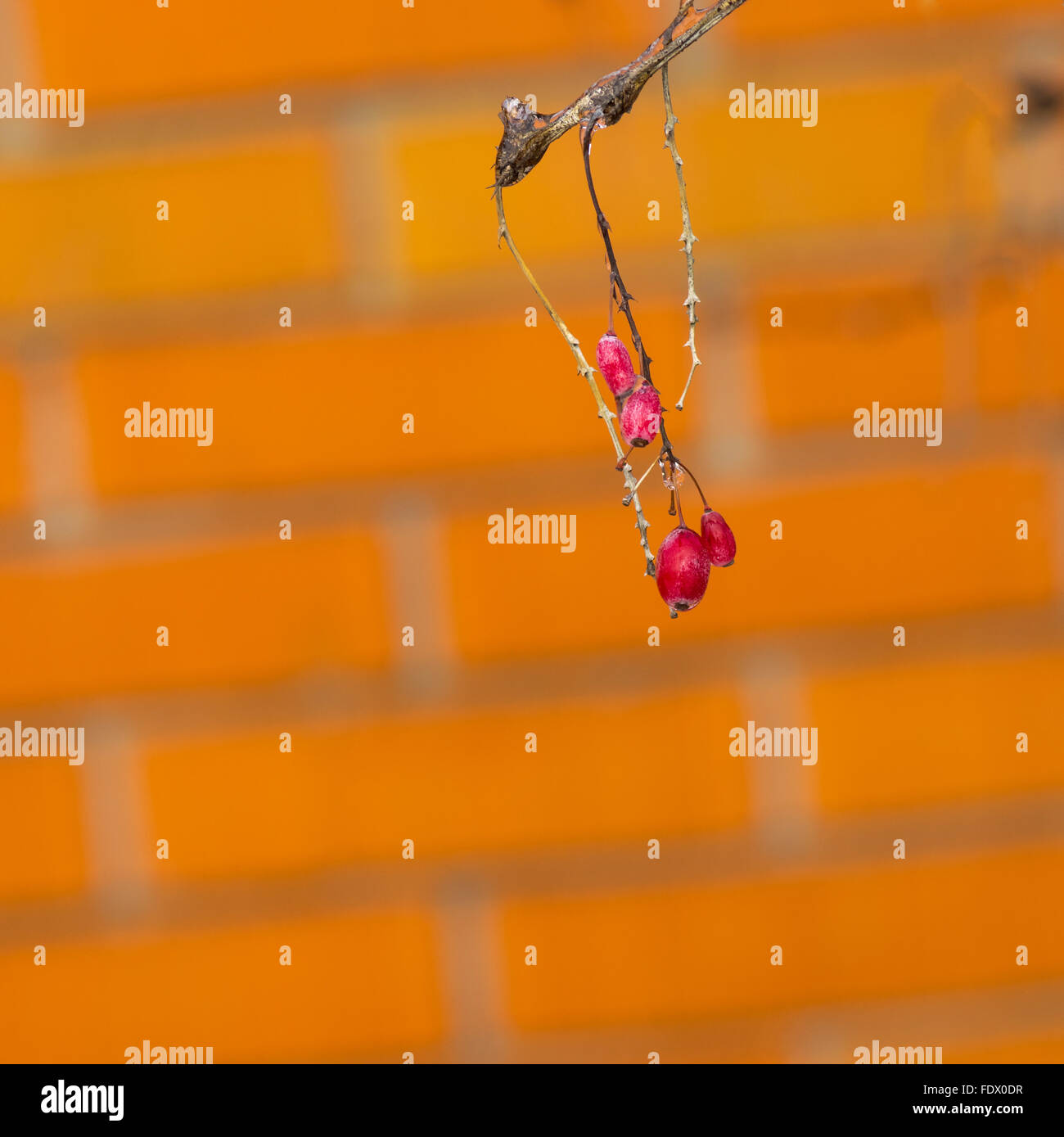 Small branch of Lycium barbarum (Chinese wolfberry, Tibetan goji, barbary matrimony vine) covered by ice with ripe berries Stock Photo