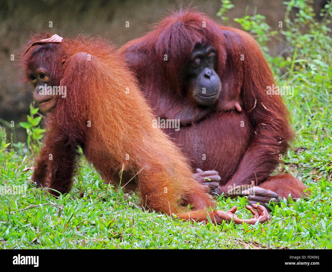Potrrait of a senior orangutan with a baby in the region of Sabah, Borneo. Stock Photo