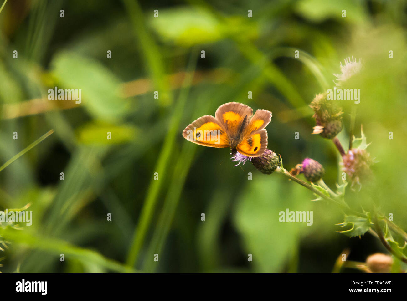 The male Gatekeeper butterfly, Pyronia tithonus, sat on a Saw Wort plant, Serratula tinctoria. Stock Photo
