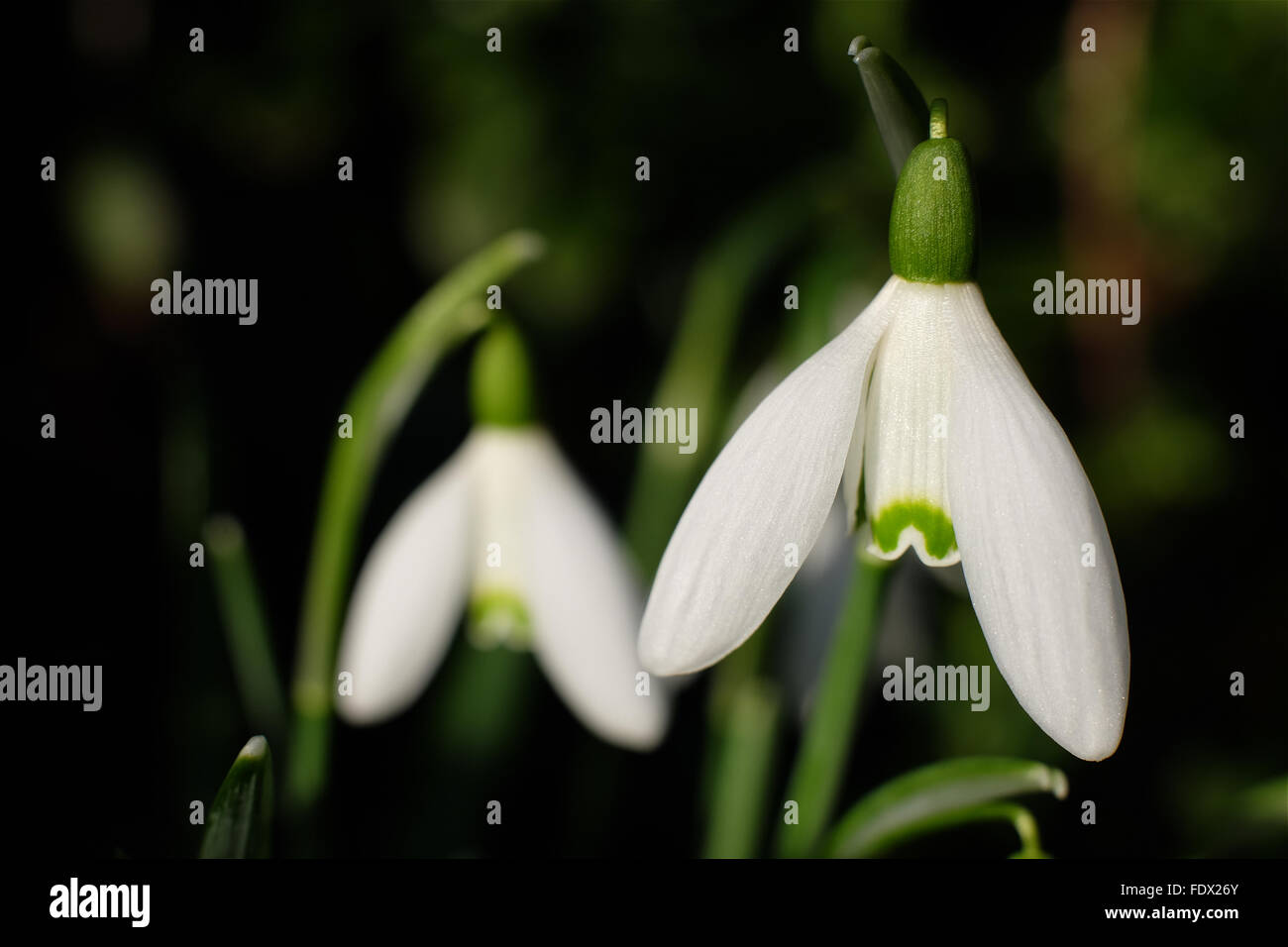 Snowdrops in January Stock Photo