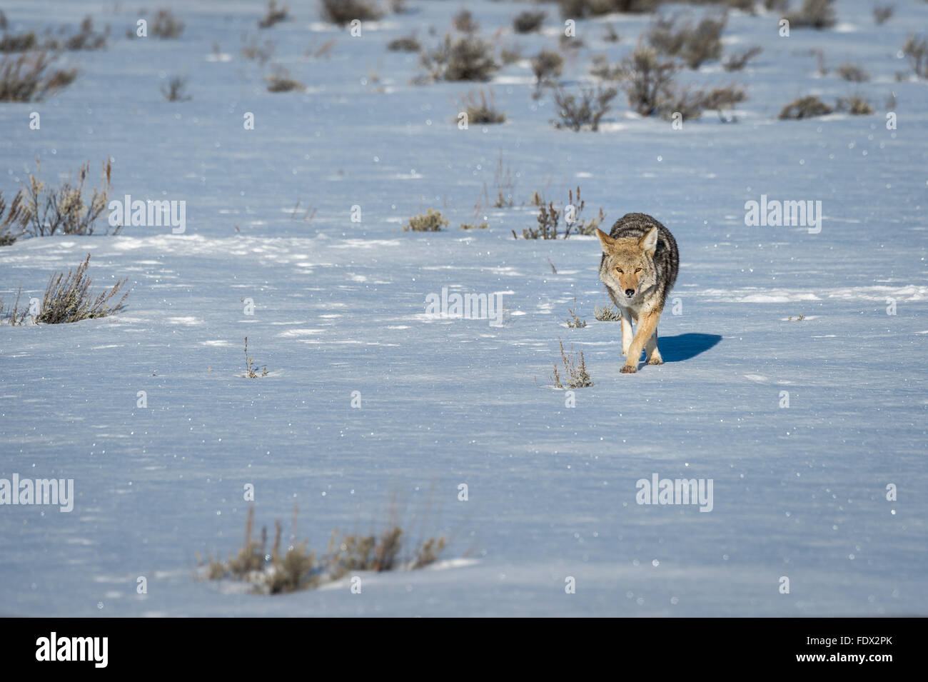 Coyote walking across the snow Stock Photo