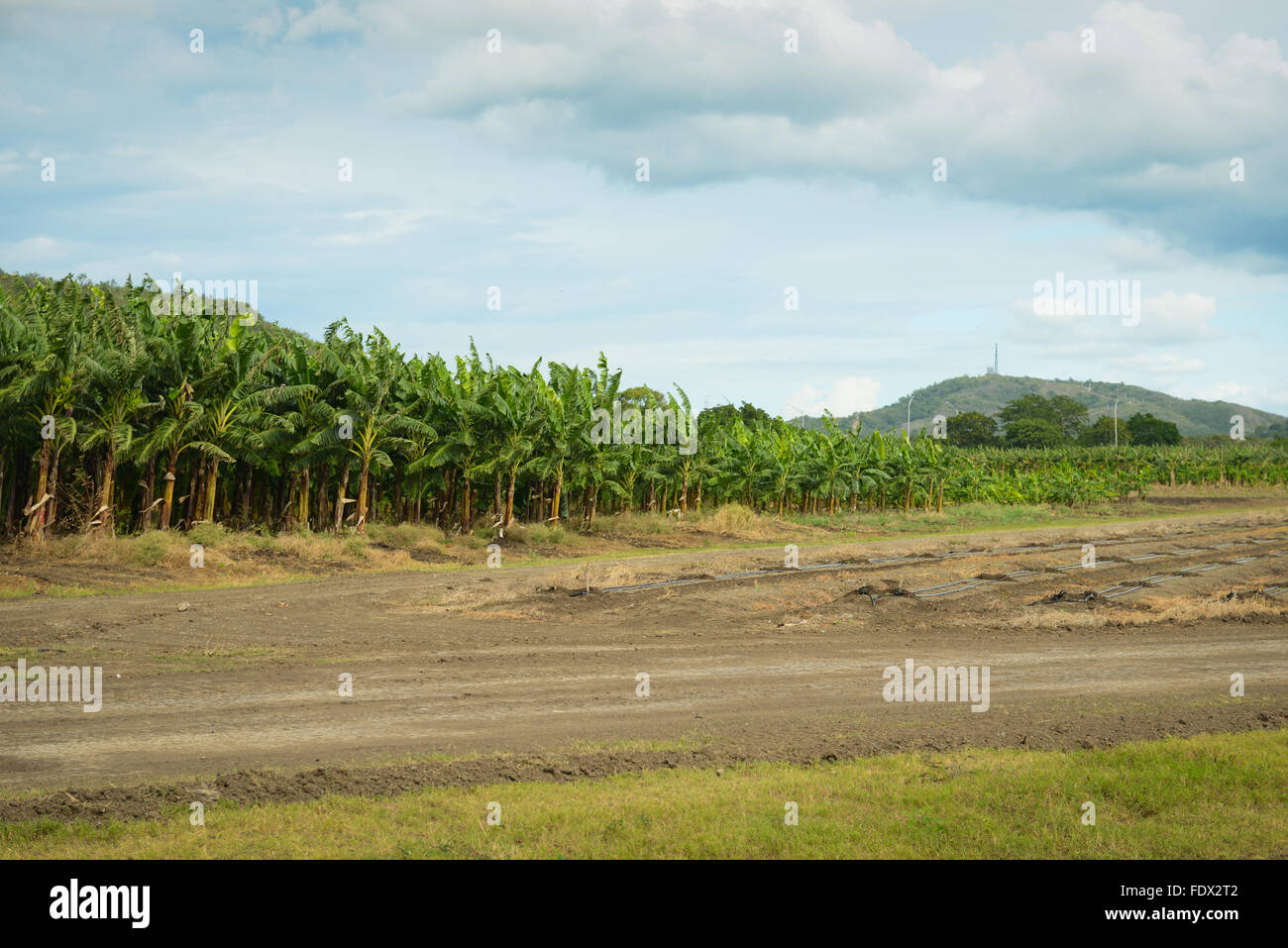 Banana plantations are one of the many agricultural activities in the island. PUERTO RICO - Caribbean Island. US territory. Stock Photo