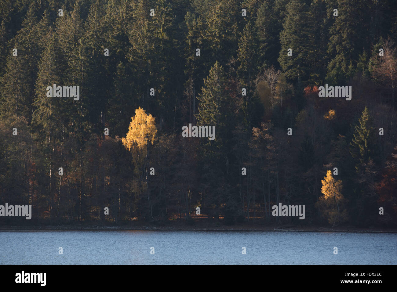 Titisee-Neustadt, Germany, Titisee in autumn Stock Photo - Alamy