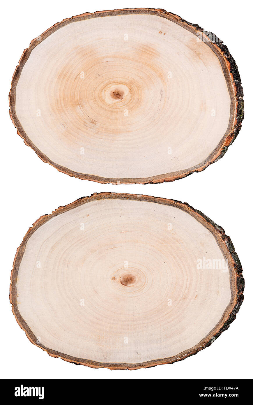 Round cut down tree with annual rings texture background Stock Photo