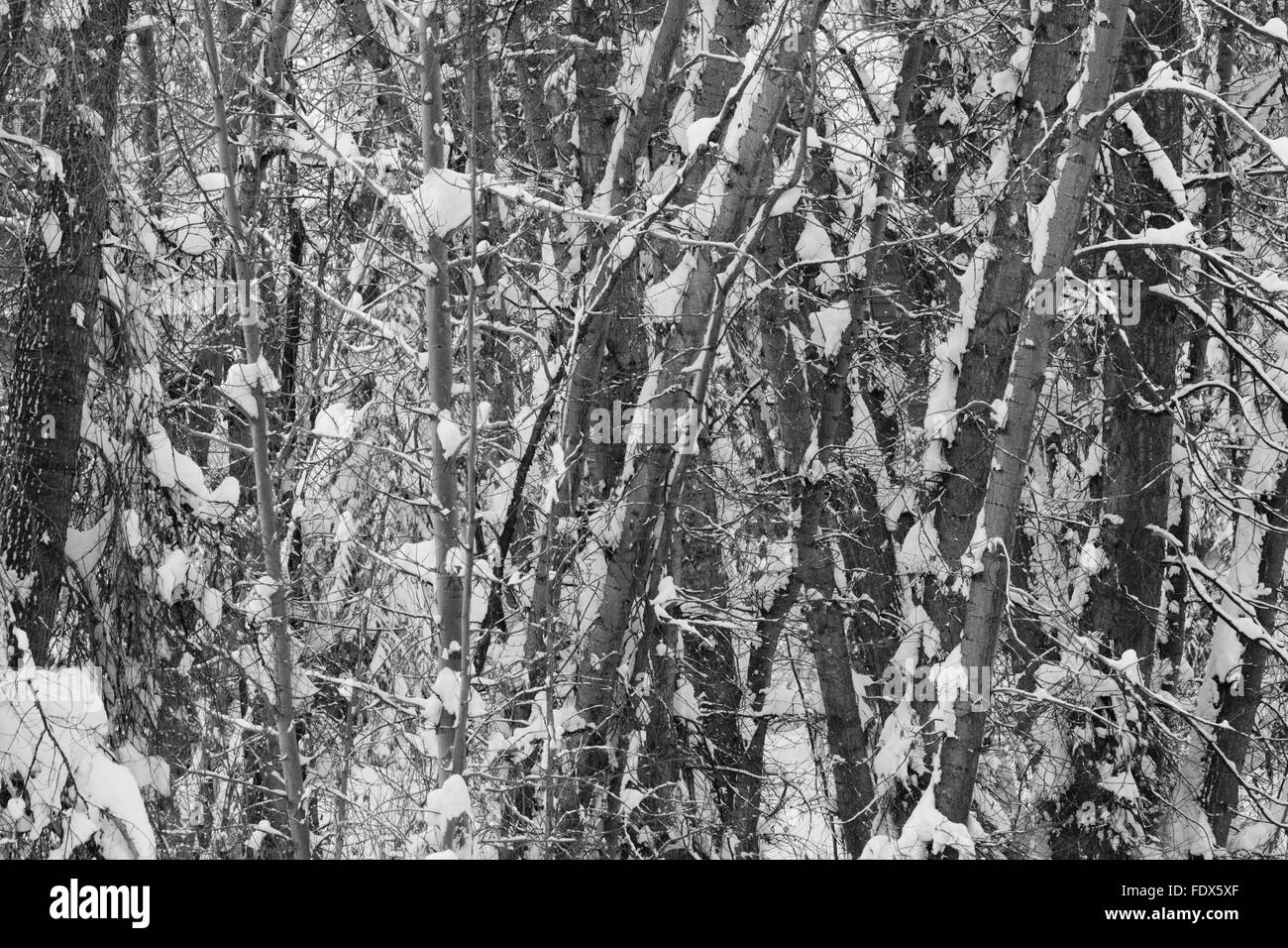 Snow covered branches and trees hi-res stock photography and images - Alamy