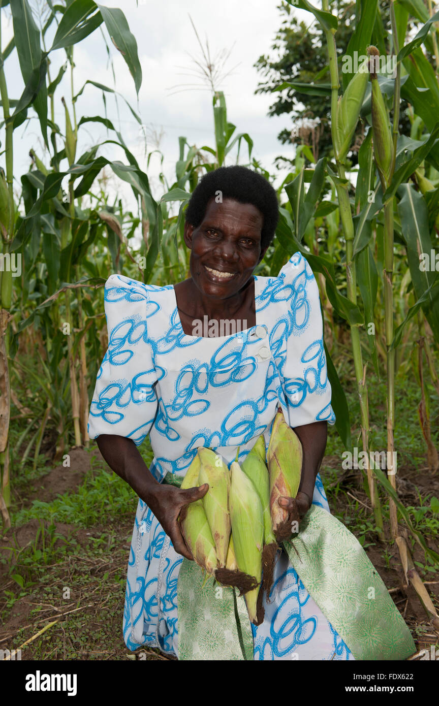 Ugandan lady with maize cobs, grown using organic fertiliser from cattle manure. Stock Photo