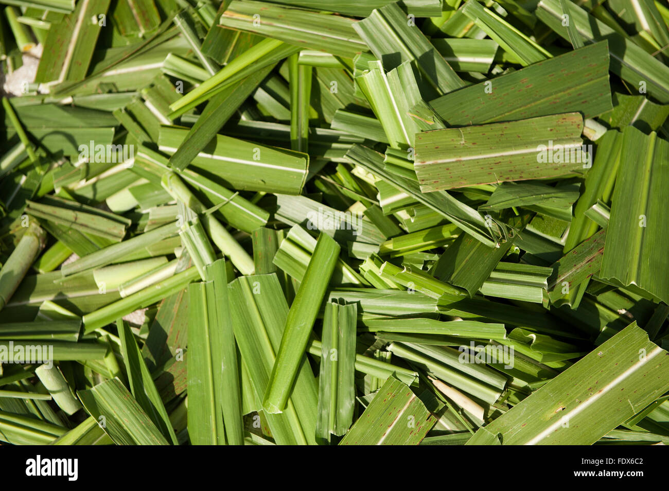 Elephant grass cut up to feed livestock with. Uganda Stock Photo Alamy