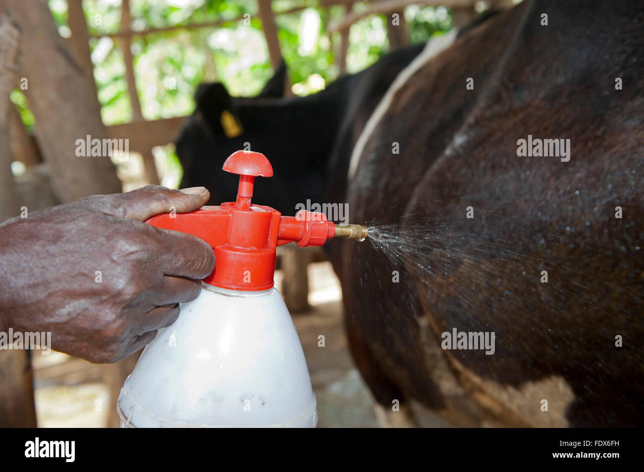 Ugandan farmer spraying her cow with homemade chilli insecticide, to keep flies off. Stock Photo