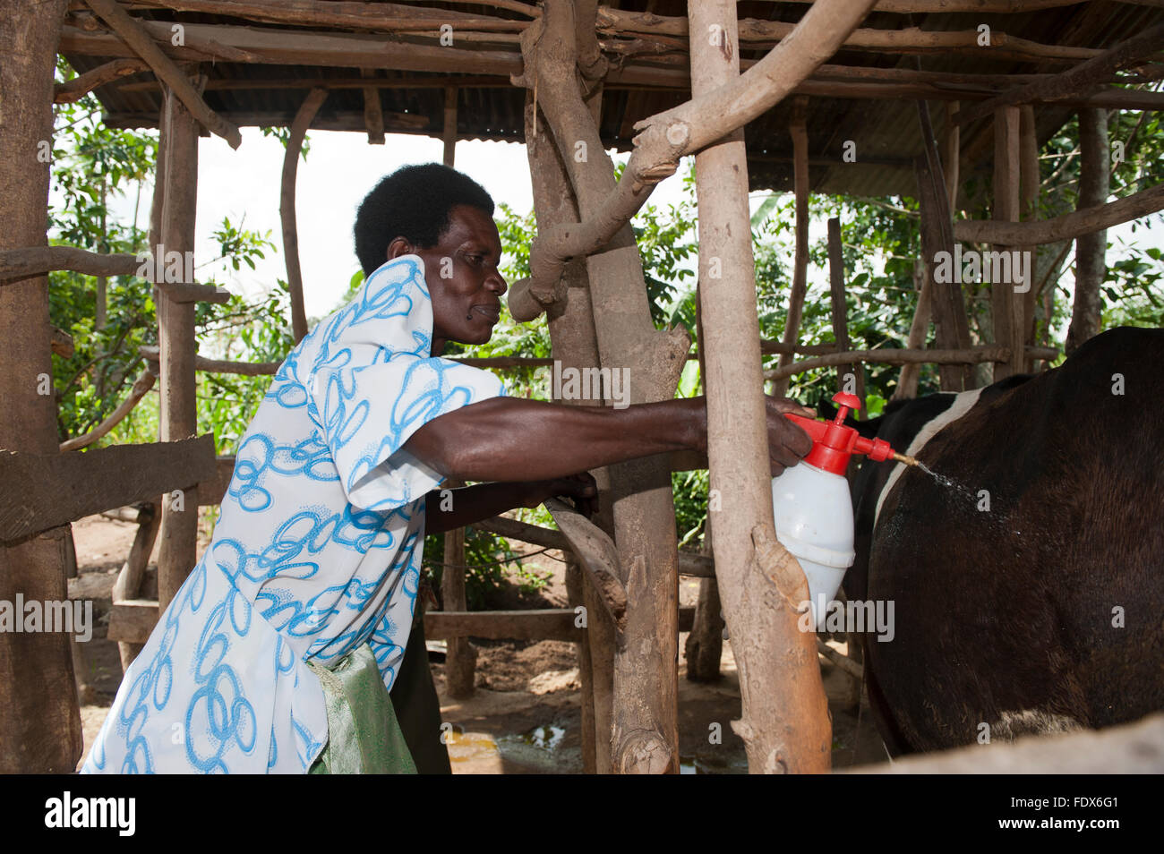 Ugandan farmer spraying her cow with homemade chilli insecticide, to