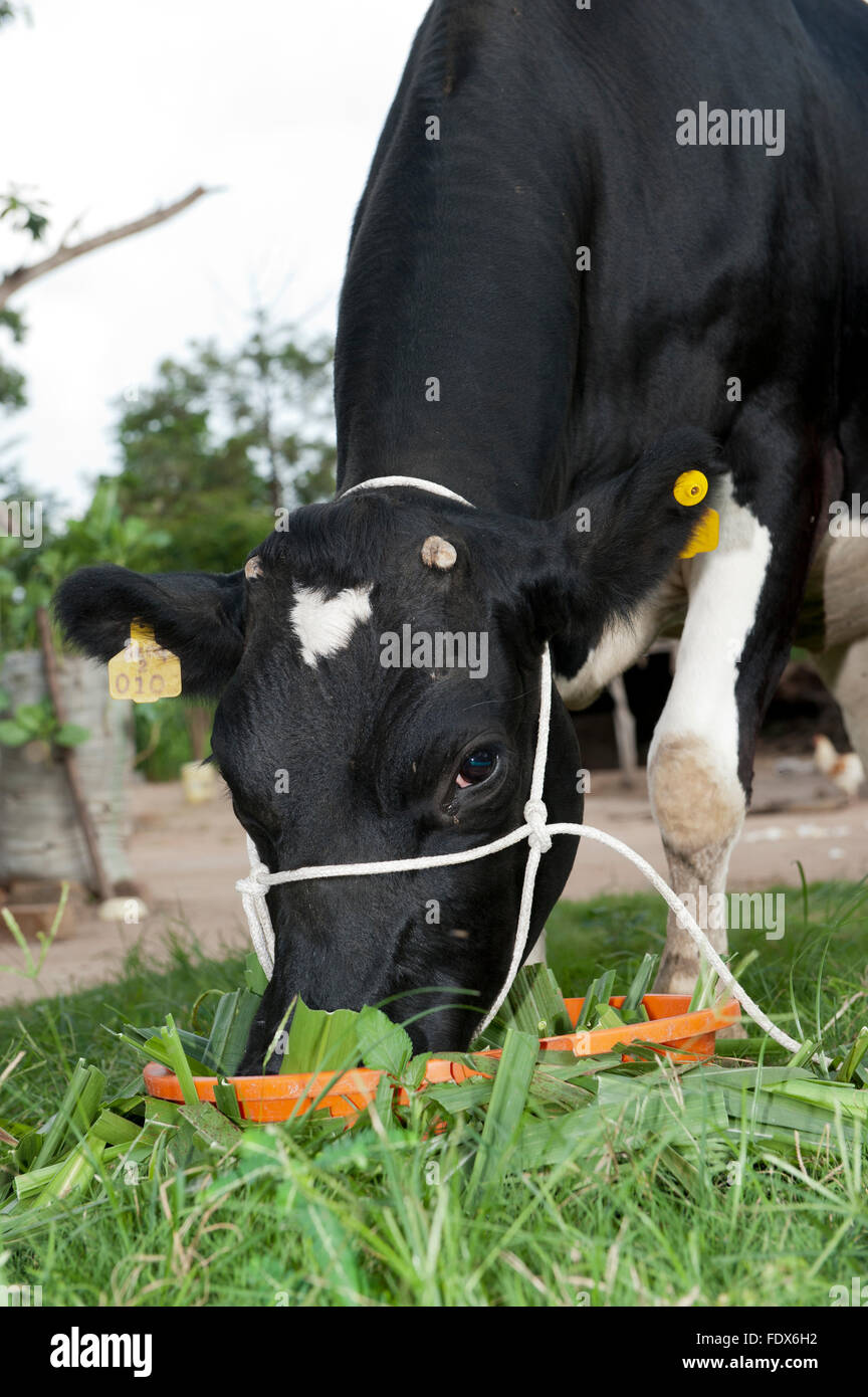 Dairy cow eating chopped elephant grass, Uganda. Stock Photo