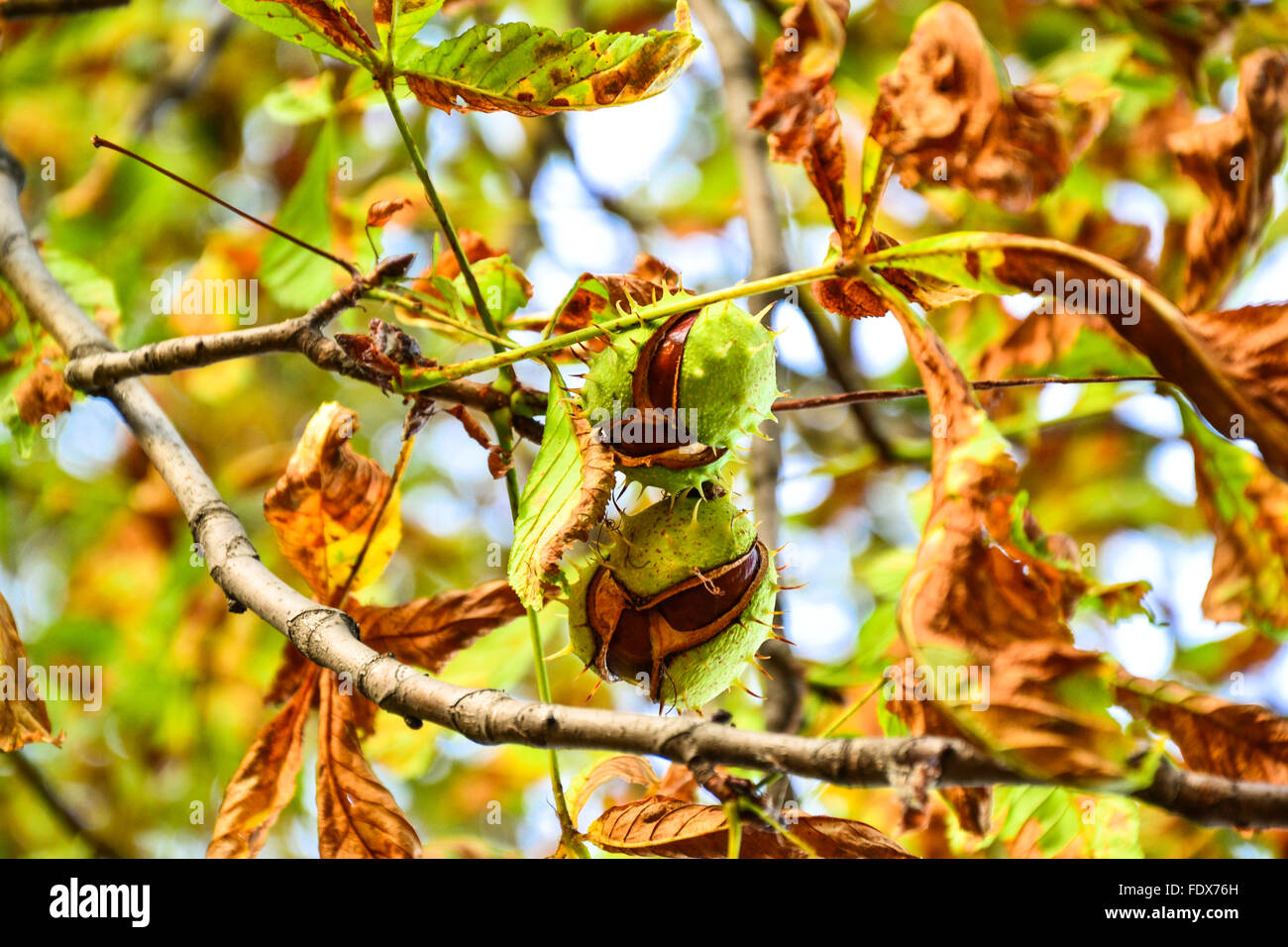 Two ajar chestnuts growing on the tree Stock Photo