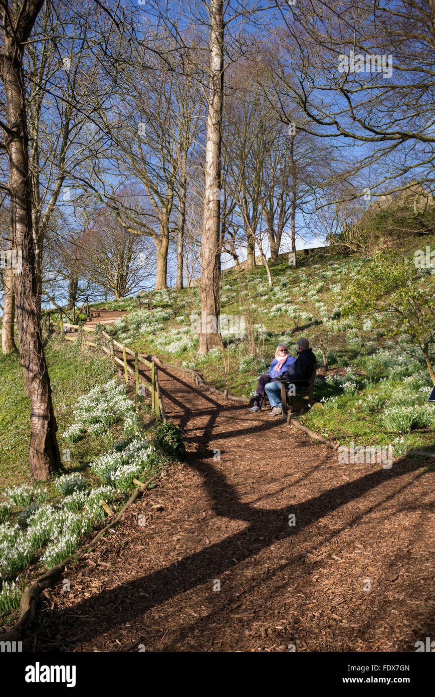 Snowdrops at painswick rococo gardens. Cotswolds, Gloucestershire, UK Stock Photo