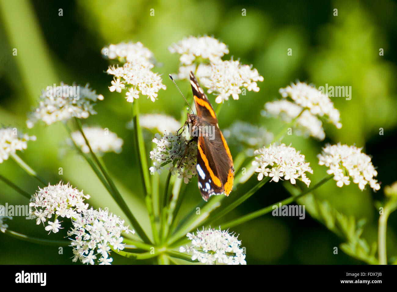 Red Admiral Butterfly is a strong flying butterfly found in UK gardens Stock Photo