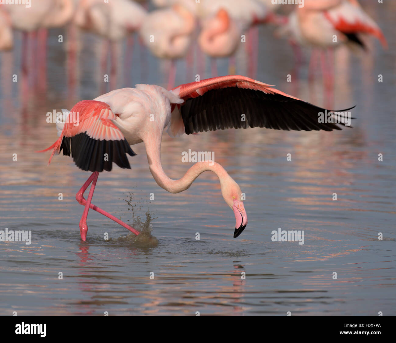 Greater flamingo (Phoenicopterus roses) in water, flapping wings, Camargue, Southern France, France Stock Photo