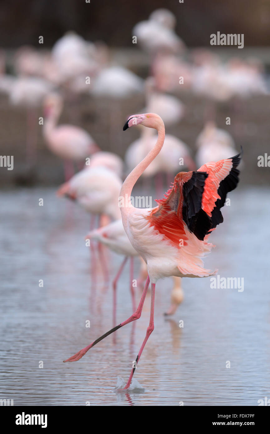 Greater flamingo (Phoenicopterus roseus), landing, group, Camargue, Southern France, France Stock Photo