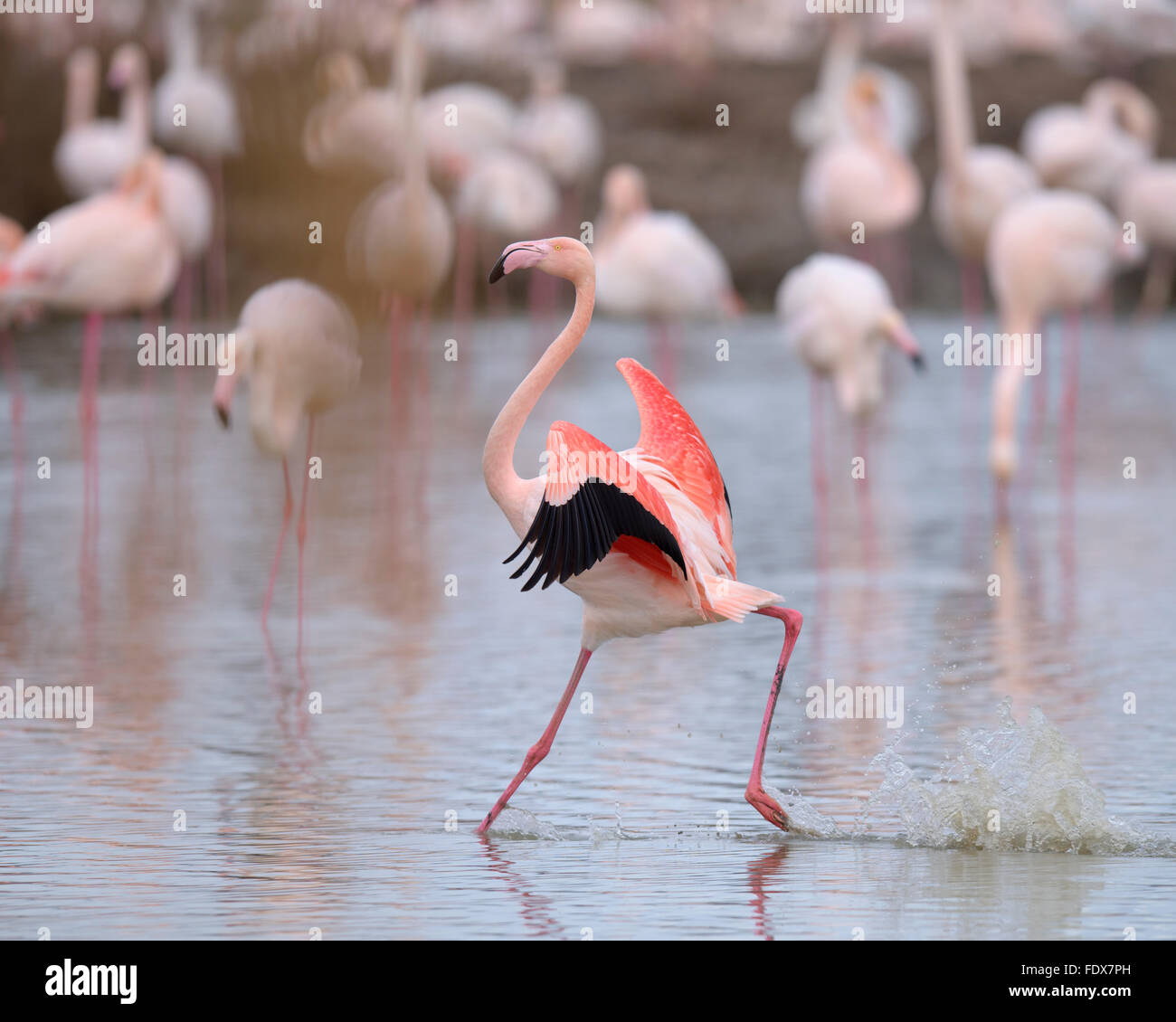Greater flamingo (Phoenicopterus roseus), landing, group, Camargue, Southern France, France Stock Photo