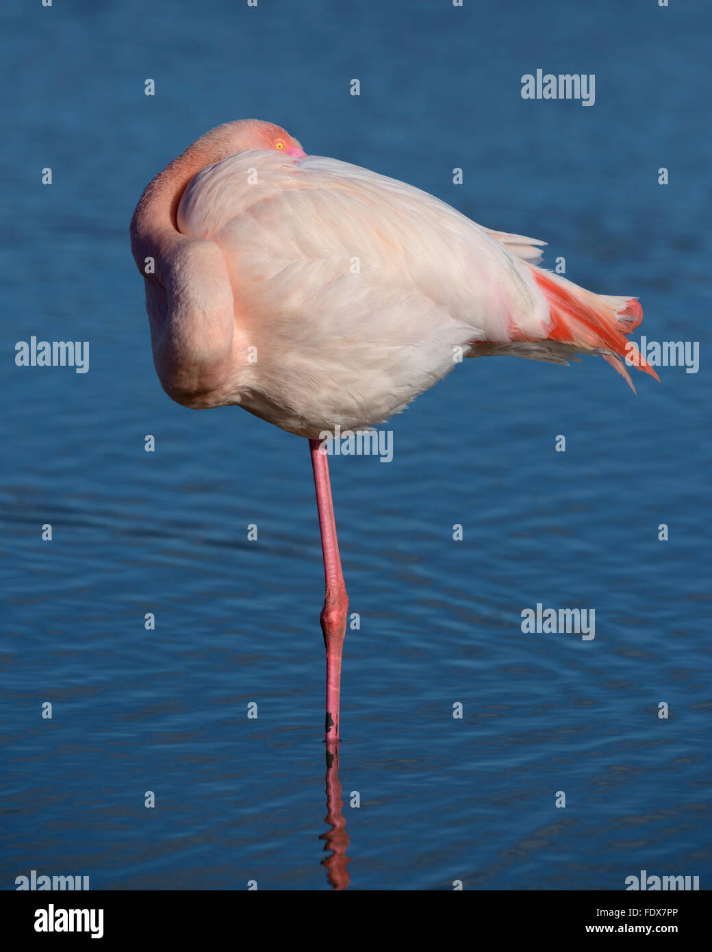 Greater flamingo (Phoenicopterus roseus) standing on one leg in water, resting position, Camargue, Southern France, France Stock Photo