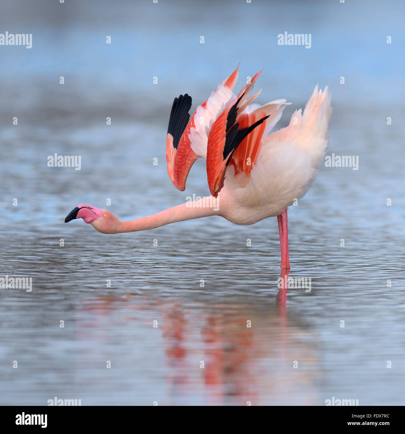 Greater Flamingo Dance Hi Res Stock Photography And Images Alamy Greater Flamingo Dance Hi Res Stock Photography And Images Alamy