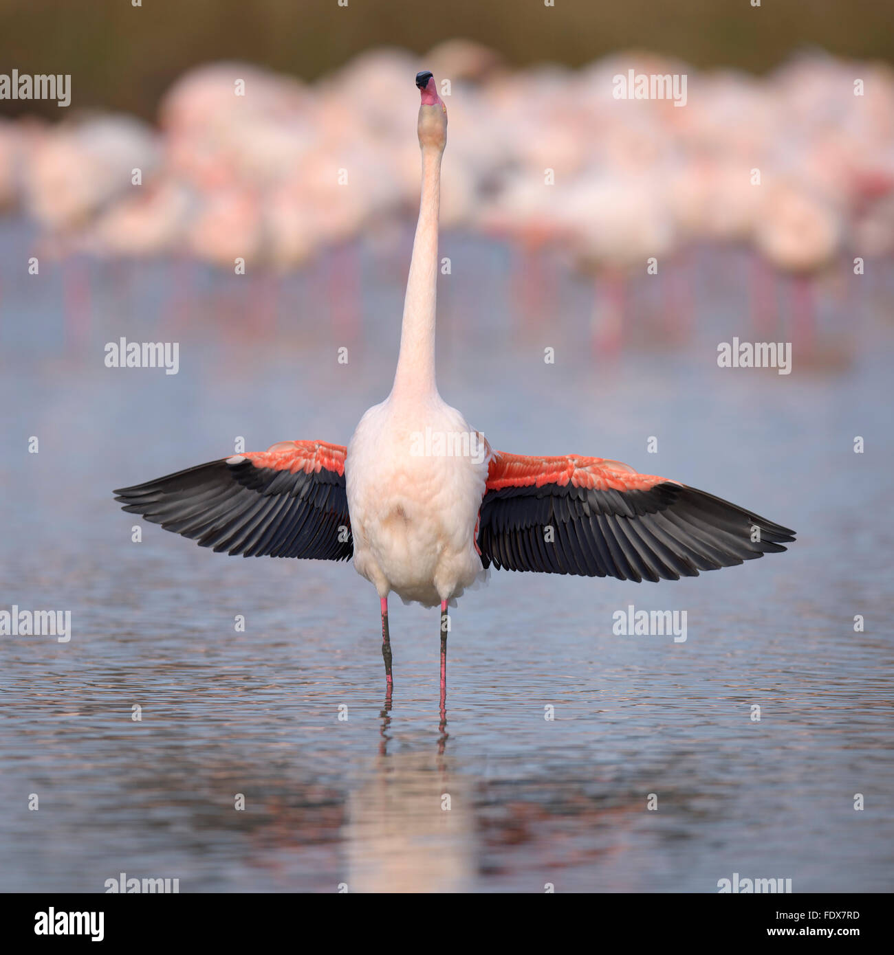 Greater flamingo (Phoenicopterus roseus), adult, courtship display, Camargue, Southern France, France Stock Photo