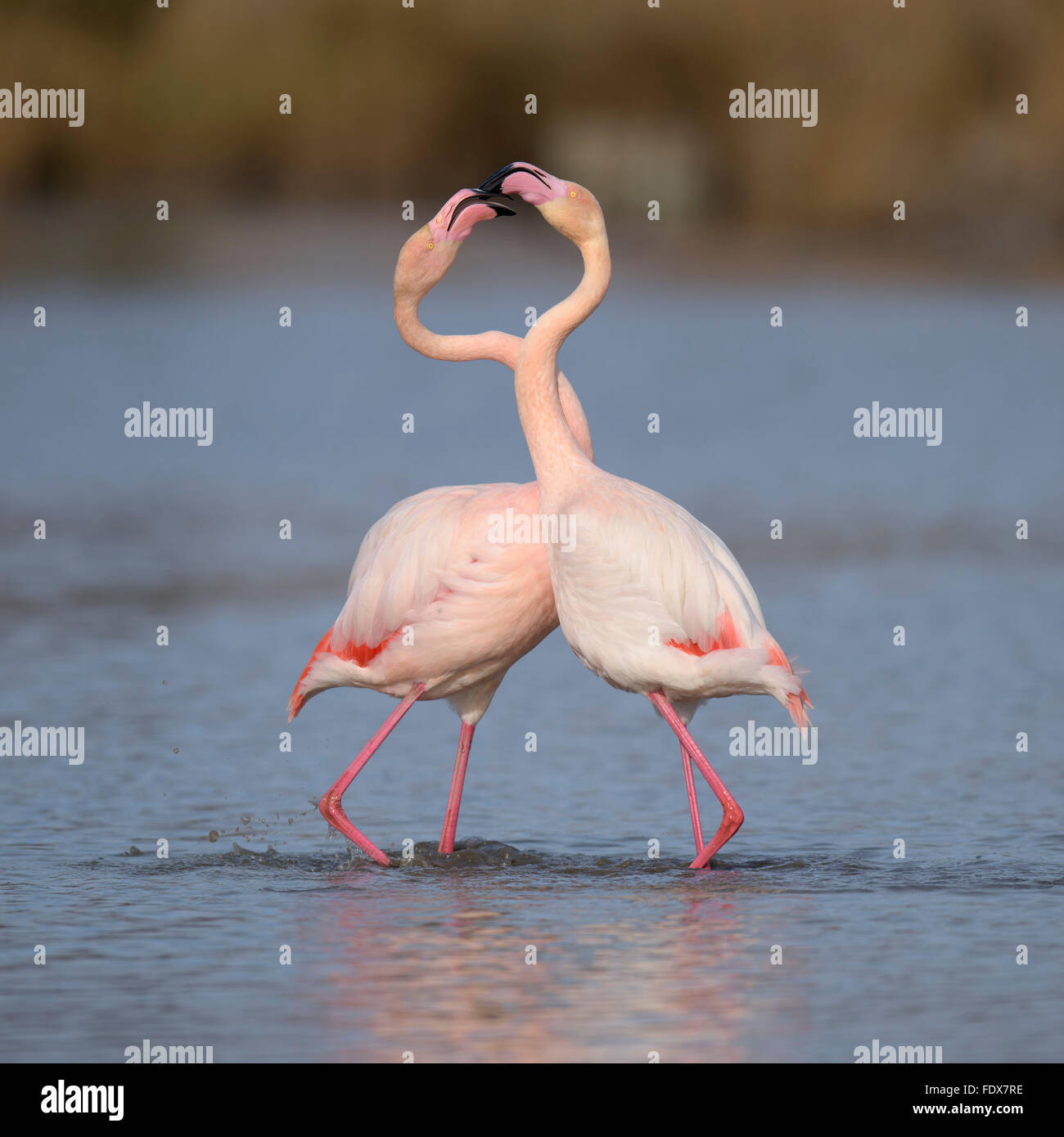 Greater flamingo (Phoenicopterus roseus), aggressive behavior during territorial dispute, Camargue, Southern France, France Stock Photo