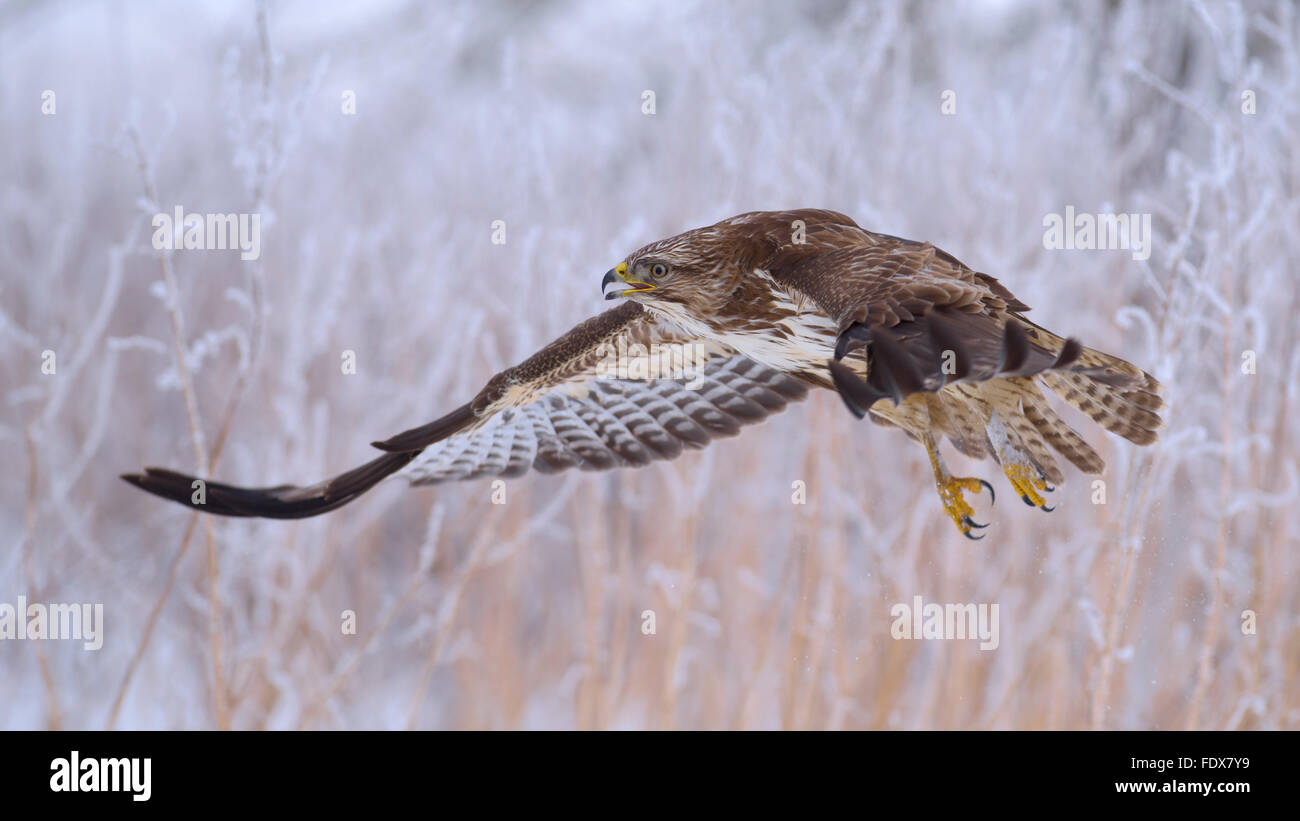 Common buzzard (Buteo buteo) flying, adult bird, biosphere area ...